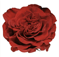Роза-Rosa-Hearts-70cm-FE 3417a176-a023-11ee-0a80-01990016b9c8