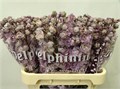 Дельфиниум-Delphinium-El Dew Vio Smi-80cm 34195616-22c2-11ed-0a80-014500136c18