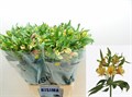 Альстромерия-Alstroemeria-Sunline-75cm-75gr 341f992e-82f5-11ef-0a80-0cf10068c4cd