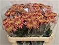 Хризантема одн-Chrysant Gr-Pandion Bronze-75cm-90gr 3422a87c-82f5-11ef-0a80-0cf10068c4d0