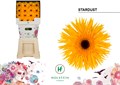 Гербера-Gerbera-Spider Stardust Diamond-50cm 3435abed-22c2-11ed-0a80-014500136c21
