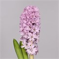 Гиацинт-Hyacinthus-Splend Cornelia-32cm 343a8e19-bfa4-11ec-0a80-0b4c0006b8f1