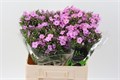 Флокс-Phlox-P Pink Eyes-60cm 34758428-22c2-11ed-0a80-014500136c27