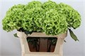 Гортензия-Hydrangea-M Mag Emeral Cl-60cm 3493f3f2-1f49-11ef-0a80-054d001c7789