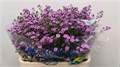 Астра-Aster-Astee Mi Bab Pin-85cm-30gr 34adeb9d-22c2-11ed-0a80-014500136c2b