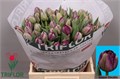 Тюльпан-Tulip-Du Saigon Double-50cm-48gr 054dbbb6-acc6-11ef-0a80-02d0007aaf94