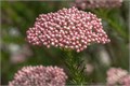Озотамнус-Ozothamnus-Victoria Pink-60cm-EA 34d00cc0-8c5b-11ed-0a80-07fe00de5a56