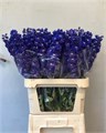 Дельфиниум-Delphinium-El Dewi B Star-90cm 34d14085-22c2-11ed-0a80-014500136c3d