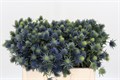 Эрингиум-Eryngium-Supernova Qstar--60cm 34dc565c-63e6-11ed-0a80-031600470292