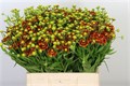 Гелениум-Helenium-Autumn Fire-60cm 34e006b3-22c2-11ed-0a80-014500136c43