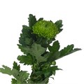 Хризантема одн-Chrysant Gr-Alemani-70cm-105gr 34f85b8d-1f49-11ef-0a80-054d001c7799