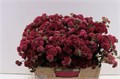 Седум-Sedum-Magical Lizzy- Rood Extra-55cm 350dc619-22c2-11ed-0a80-014500136c4a