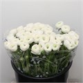 Ранункулус-Ranunculus-Su Firenze-40cm-57gr 352a407b-bfa5-11ec-0a80-0b4c0007b54b