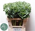 Брассика-Brassica-Crane Ruffle White-60Cm 353cad7c-71b4-11ef-0a80-0d28003cd23b