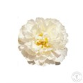 Пион-Paeonia-In Full Sail-55cm 3540735e-1f49-11ef-0a80-054d001c77a9