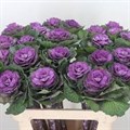 Брассика-Brassica-Red Crane-60Cm 35463586-71b4-11ef-0a80-0d28003cd23f