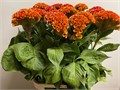 Целозия-Celosia-A Indian Summer-75Cm 354b90af-71b4-11ef-0a80-0d28003cd243