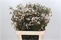 Ваксфлауэр-Chamelacium-Moonlight Delight-55Cm 3558b939-71b4-11ef-0a80-0d28003cd24a