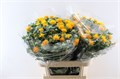 Картамус-Carthamus-T Zanzibar- Extra-80cm 35593fb7-22c2-11ed-0a80-014500136c56