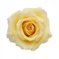 Роза-Rosa-Butterscotch-50cm-AG 35803538-8885-11ee-0a80-0eb3005bcbe1
