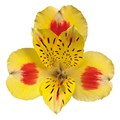 Альстромерия-Alstroemeria-Bali-80cm-Se 0571bd50-2f40-11ef-0a80-01510001a220