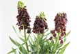 Фритилярия-Fritillaria-Persica-75cm 3592ae9c-fc88-11ee-0a80-111500017526