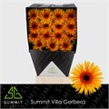 Гербера-Gerbera-Gs Claudemir Diamond-45cm 359aa27d-22c2-11ed-0a80-014500136c6d