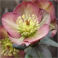 Хеллеборус-Helleborus-Frk Dana Dulcet-40cm 359fceb9-fc88-11ee-0a80-11150001752c