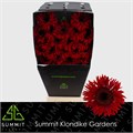 Гербера-Gerbera-Mi Spider Larsson Diamond Per Card-50cm 35a14076-22c2-11ed-0a80-014500136c70