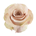Роза-Rosa-Quick Sand--60cm-FE 35a4dcf0-7fbc-11ee-0a80-009a001faeaa