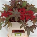 Рицинус-Ricinus-Communis Impala-80Cm 35a5f0a7-71b4-11ef-0a80-0d28003cd280