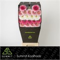 Гербера-Gerbera-Mi Mixed Double Romance Diamond-50cm 35a8338c-22c2-11ed-0a80-014500136c73
