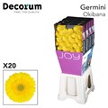 Гербера-Gerbera-Mi Okibana Diamond Per Card-46cm 35afa20d-22c2-11ed-0a80-014500136c76