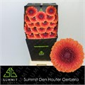 Гербера-Gerbera-Mi Pomponi Couscous Diamond-50cm 35bf6ea0-22c2-11ed-0a80-014500136c79