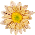Хризантема куст-Chrysant Tr-Serenity Sweet Peach-70cm-65gr 35e3a2af-fc88-11ee-0a80-111500017535