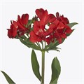 Альстромерия-Alstroemeria-Rockstar-75cm 35ebd89c-71b4-11ef-0a80-0d28003cd2ae