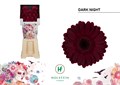 Гербера-Gerbera-Mi Diamond Dark Night 3620f0d8-fc88-11ee-0a80-11150001753b