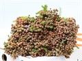 Каапс-Kaaps-Groen Lanuginosa Penaut-50cm 36223fc9-d0e7-11f0-0a80-01700015fe8a