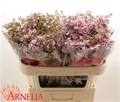 Ваксфлауэр-Chamelacium-Un Kerryn-80cm-100gr 36257fe8-fc88-11ee-0a80-11150001753e