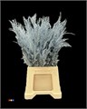 Кониферен-Coniferen-Metallic Light Blue 362ab178-d0e7-11f0-0a80-01700015fe8d