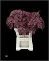 Аспарагус-Asparagus-Extra Bordeaux-65cm 362d4b8d-d0e7-11f0-0a80-01700015fe90