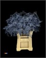 Аспарагус-Asparagus-Extra Marine Blue-65cm 3632932a-d0e7-11f0-0a80-01700015fe93