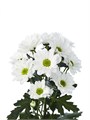 Хризантема куст-Chrysant Tr-Kennedy-70cm-90gr 36399b63-22c2-11ed-0a80-014500136c8a