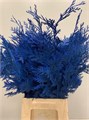Кониферен-Coniferen-Blue 363a14cd-d0e7-11f0-0a80-01700015fe9c