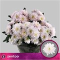 Хризантема куст-Chrysant Tr-Pastela Rose-70cm-85gr 3642022d-22c2-11ed-0a80-014500136c8d