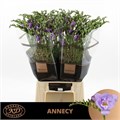 Фрезия-Freesia-du Annecy-55cm-35gr 3645fdc0-71b4-11ef-0a80-0d28003cd2dd