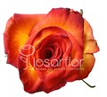 Роза-Rosa-High & Magic-50cm-IS 364703d4-bfa9-11ec-0a80-0b4c000b48c7