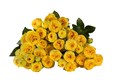 Роза куст-Rosa sp-Golden Trendsetter-60cm-Si 364b8703-73fc-11ee-0a80-061b0028b22b