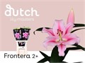 Лилия-Lilium-Ot Frontera-95cm 364ff8d0-fc88-11ee-0a80-111500017544