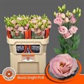 Лизиантус G-Lisianthus G-Chaconne Wedding Pink-70cm 36553b76-71b4-11ef-0a80-0d28003cd2e7